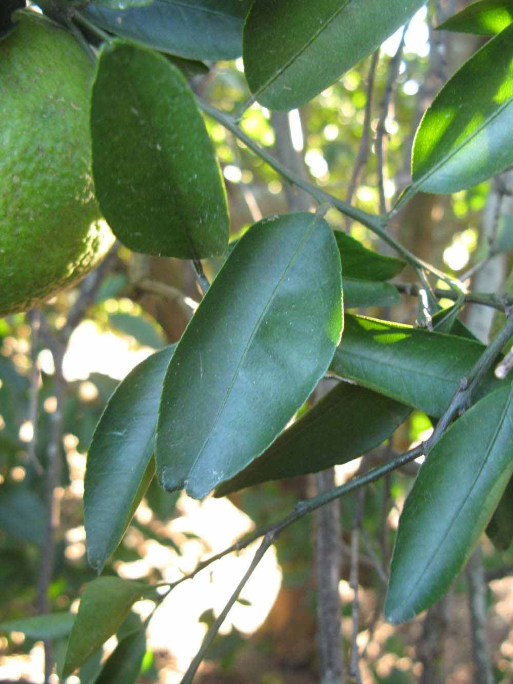            Shade leaves (Winter Haven, FL)   